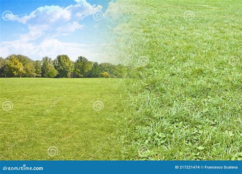 Beautiful Green Mowed Lawn With Trees On Background And Detail About