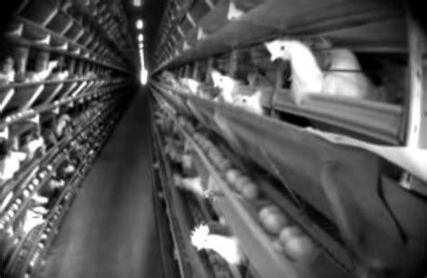 Esbenshade Egg Factory Farm Cruelty Investigation