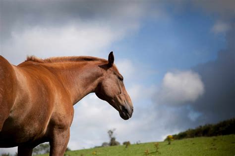 All About The Chestnut Horse