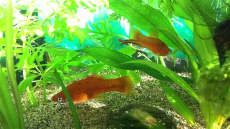 Aquarium Fish Tank With Swordtail And Guppies Youtube