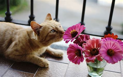 Cat Smelling Flowers Animal Pictures Cute Animals Animals