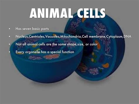 What Color Is Animal Cell Membrane Animal Cell Digital Art By Russell
