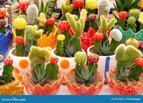 Potted Cactus Stock Image Image Of Gardens Flower Botany 4515429
