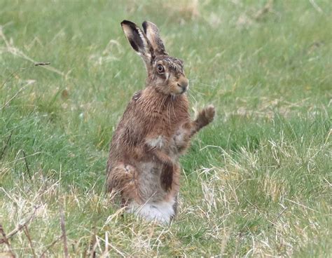 Mad As A March Hare Norfolk Thanks For Looking Flickr