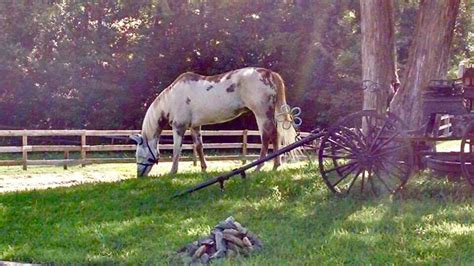 Safe Haven Equine Rescue And Retirement Sherr