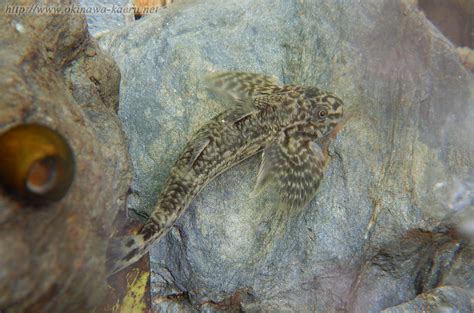 ツバサハゼ Rhyacichthys Aspro Loach Goby おきなわカエル商会