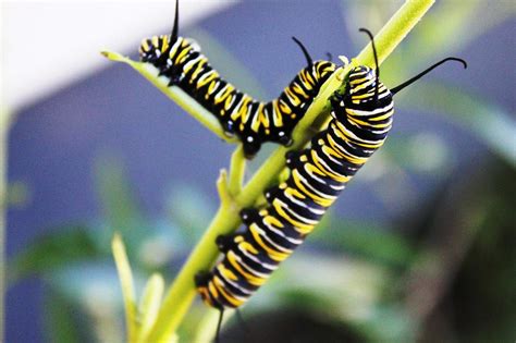 50 Magnificent Monarch Butterfly Facts You Cant Miss
