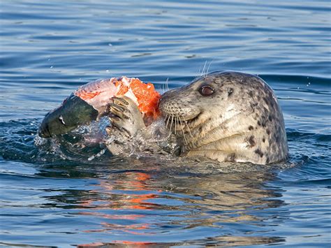 Study says seals eat more Chinook than Southern residents | The Journal