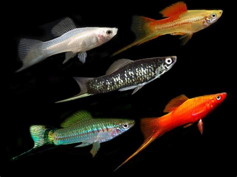 Swordtail Fish Colours Wallpaper Hd Decorative Fish