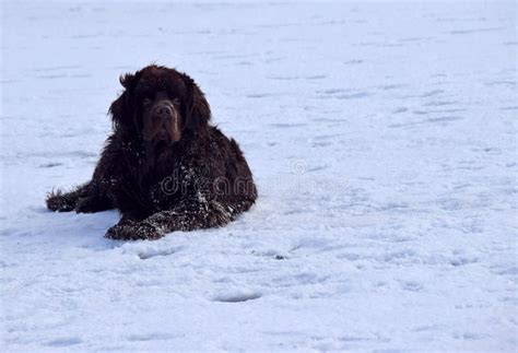 Newfoundland Dog In The Snow Stock Photo Image Of Cold Mammal 174454300