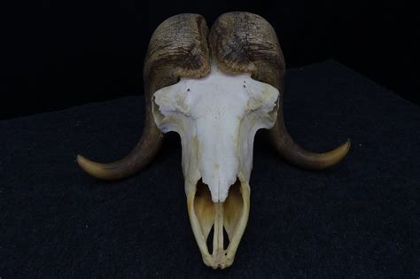 Musk Ox Skull Ovibos Moschatus 58×50×31 Cm Non Cites Catawiki