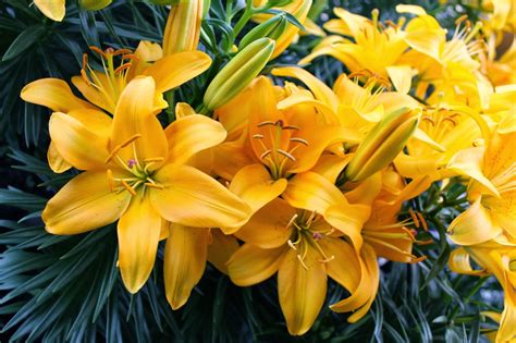 Choose from our wide range of flowering plants and planted arrangements to celebrate the easter holiday. Easter Plants - Claussen's Florist, Greenhouse and ...