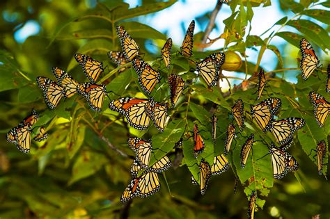This Years Monarch Butterfly Migration Appears Larger Than Usual