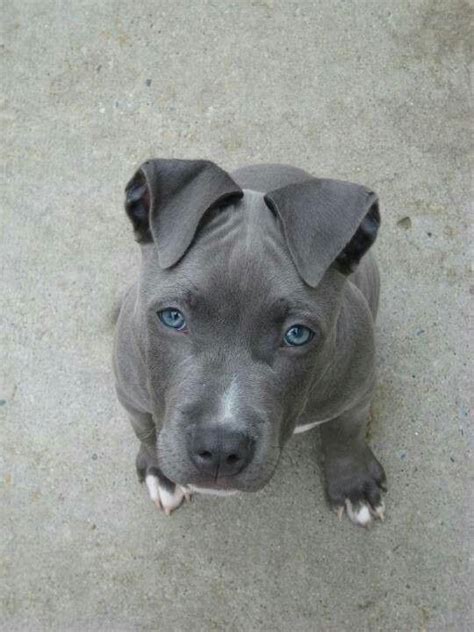 Just one example of how different breeds develop at different rates. Pitbull, blue eyes, grey | Animals / Pets | Pinterest | Eyes, Grey and Babies