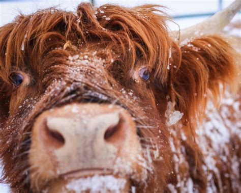 Snow Day On The Farm Highland Cattle A Southern Mother