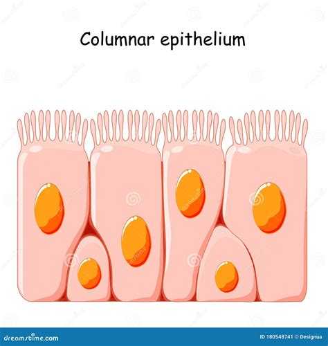 Ciliated Columnar Epithelium Diagram