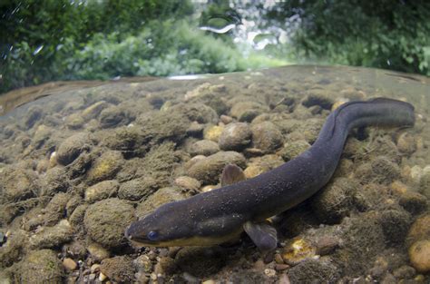Vote For Your Favourite National Fish Freshwater Habitats