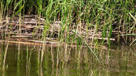Reed Grows In Water On A Pond Stock Photo Image Of Reeds Spring