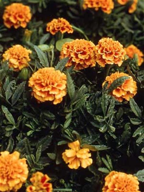 Find below details on how to grow marigold plant from seeds and cuttings in container and how to save marigold seeds from marigold flowers, indoors or outdoor also know the complete information on marigold flowers including types, varieties, pictures, flower colors, growing instructions and care. Marigold Grow Guide