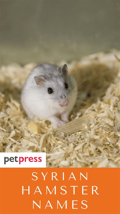 Syrian Hamster Names 320 Best Name Ideas For Syrian Hamster