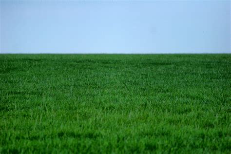 Free photo: Green Grass Lawn - Field, Grass, Green - Free Download - Jooinn