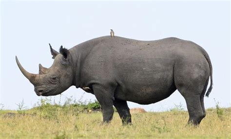 They are bordered by the sahara desert to the north, and the kalahari desert to the south. Africa's 15 Large Herbivorous Animals of Savanna