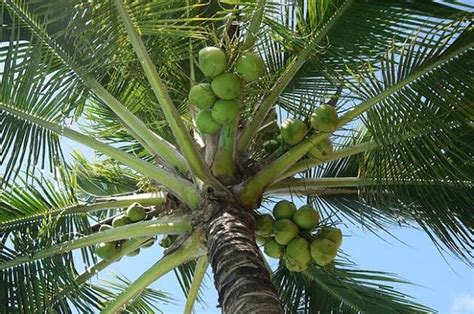 Pokok kelapa laut atau dalam bahasa inggerisnya coco de mer ialah sejenis pokok palma. 6 Ciri Ciri Pokok Kelapa Yang Anda Perlu Tahu - TaraHap