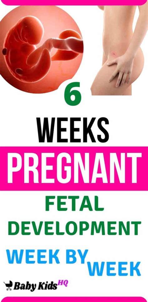 Baby Development In Womb 6 Weeks Pregnant Babykidshq