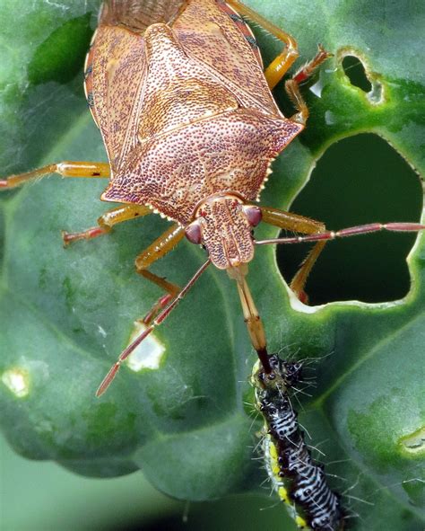 Bug Of The Day — Bug Of The Day A Predatory Stink Bug Podisus Sp