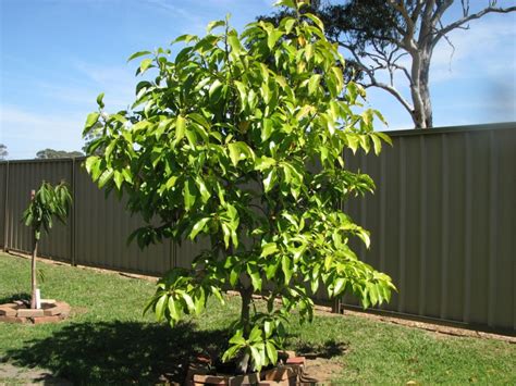 Magnolia × alba, also known as the white champaca, white sandalwood, or white jade orchid tree, is magnolia nilagirica is a species of plant in the magnoliaceae family. Michelia Alba Pak Lan (grafted) Tree - Michelia Alba
