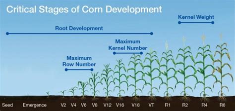 Corn Growth And Development V3 And V4 Knox County Agricultural News