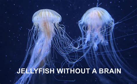 Animals Without A Brain List Of 5 Brainless Aquatic Animals