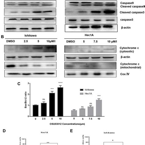 Mitochondrial Apoptosis Mediates The Apoptosis Of Ec Cells Induced By