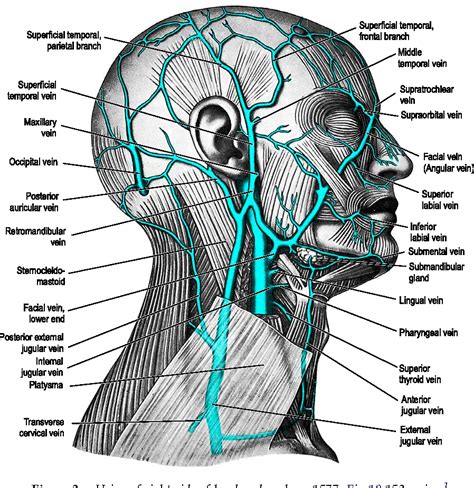 Figure 3 From Facial Anatomy Semantic Scholar