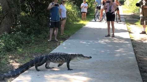 An Alligator Takes A Walk In Huntington Beach State Park Youtube