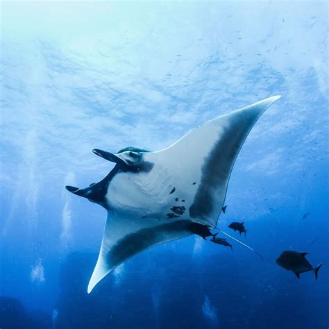 Oceana On Instagram The Giant Manta Ray Is The Largest Ray And One Of