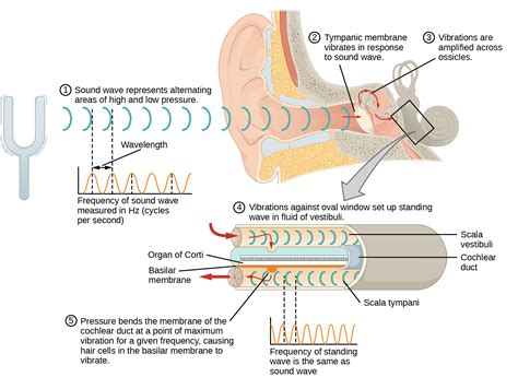 Hearing And Vestibular Sensation Biology 2e