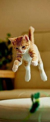 The Gymnast Cute Cats Kittens Kitty