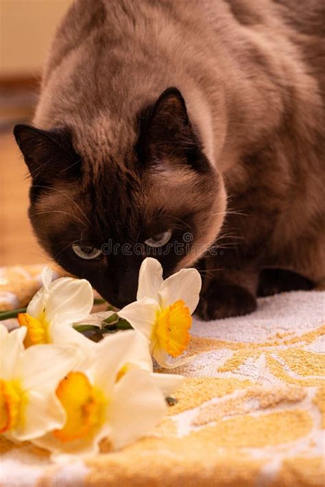 Adult Siamese Cat Smelling The Yellow Daffodils Closeup View Stock