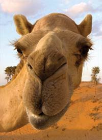 When this tissue is metabolized, it yields more than one gram of water for every gram of. Camels | Answers in Genesis