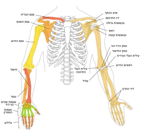 Arm anatomy anatomy bones human anatomy drawing body anatomy anatomy study anatomy reference hand reference pose reference bone drawing. File:Human arm bones diagram.heb.svg - Wikimedia Commons