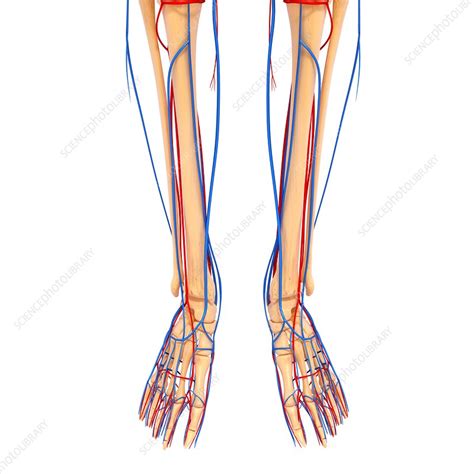 Lower Leg Anatomy Artwork Stock Image F0061138 Science Photo