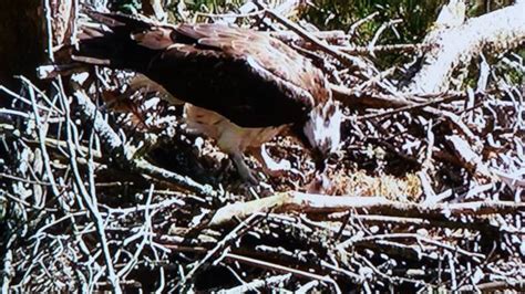 Two Timing Osprey Caught On Camera At Aberfoyle Centre Bbc News