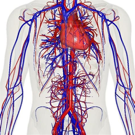 Circulatory System The Definitive Guide Biology Dictionary