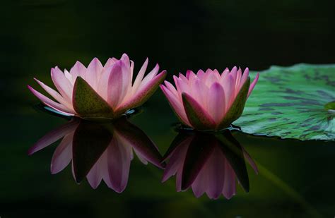 Download Pink Flower Water Reflection Nature Flower Lotus Hd Wallpaper