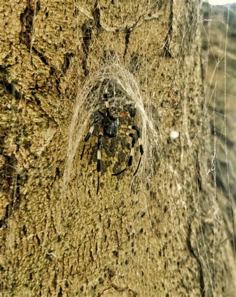 Nephilingis Cruentata African Hermit Spider In Camperdown Outside