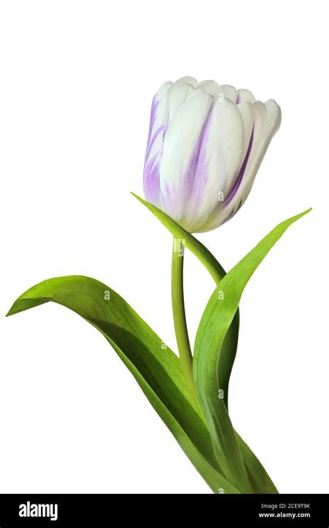 Single White With Purple Tulip Flower Close Up Isolated On White