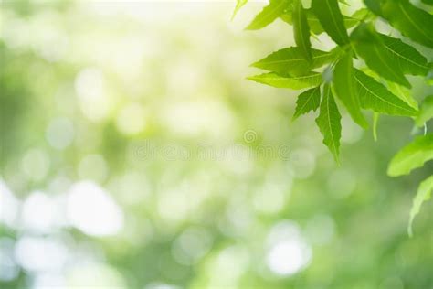 Concept Nature View Of Green Leaf On Blurred Greenery Background Stock