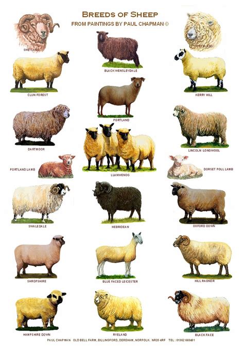 A4 Laminated Postersbreeds Of Sheep 2 Different Posters Etsy