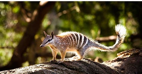 Could you please give me some examples of it? Biodiversity | The Australian Greens